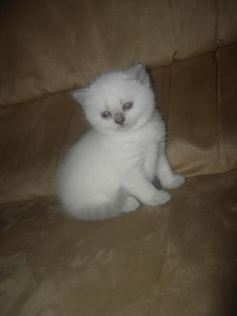 BKH-BABIES - Katzen - Leverkusen