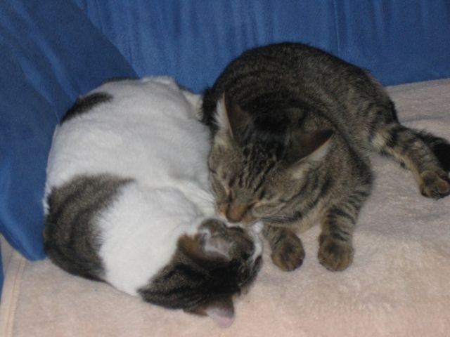 Katzen  3 und 4 Jahre  suchen neues liebes Zuhause - Katzen - Köln