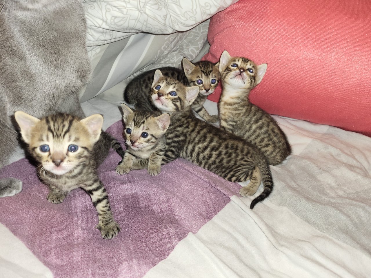 EDELMIX Russisch Blau + Bengal Kitten - 2 Jungs 3 Mädchen - Katzen - Nürnberg