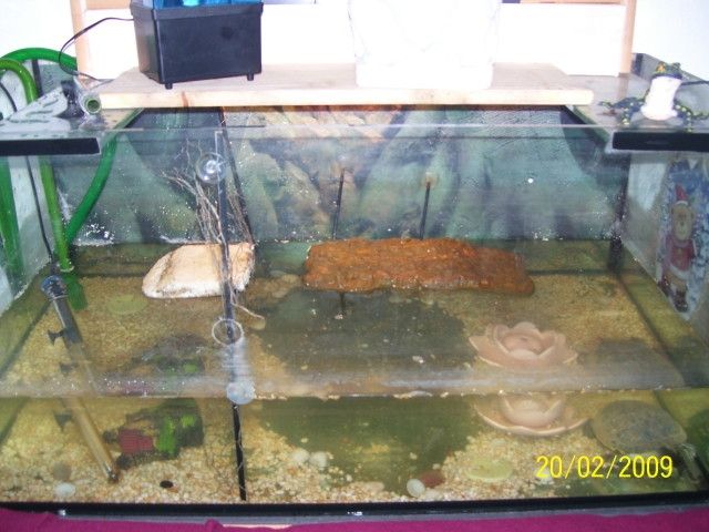 Verkaufe 2 Wasserschildkröten mit Aquarium und Unterschrank - Sonstige Haustiere - Rübeland