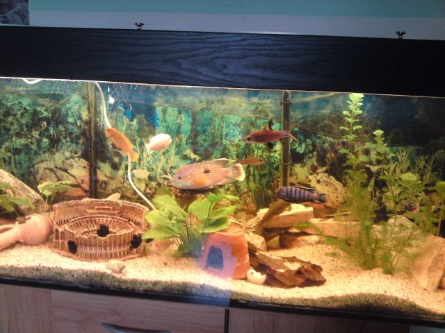 400 l kompletaquarium mit unterschrank und fischbesatz und viel zubehör - Aquarien und Zubehoer - Hannover