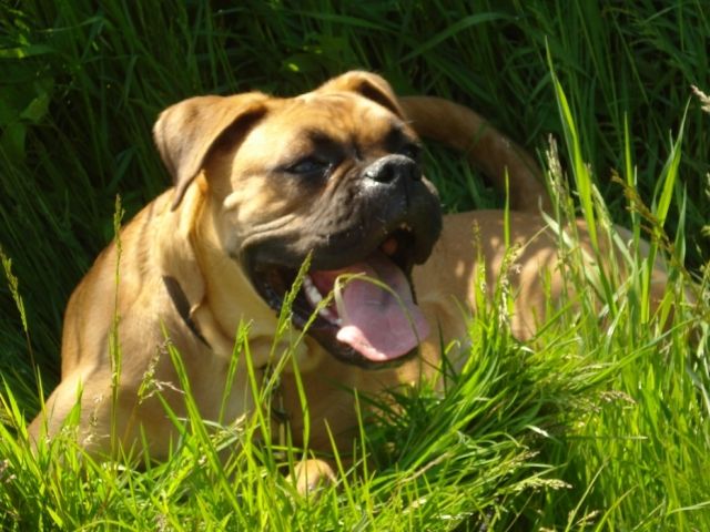 1 jährige kastrierte Luna sucht dringend neues Zuhause - Hunde - Steinburg