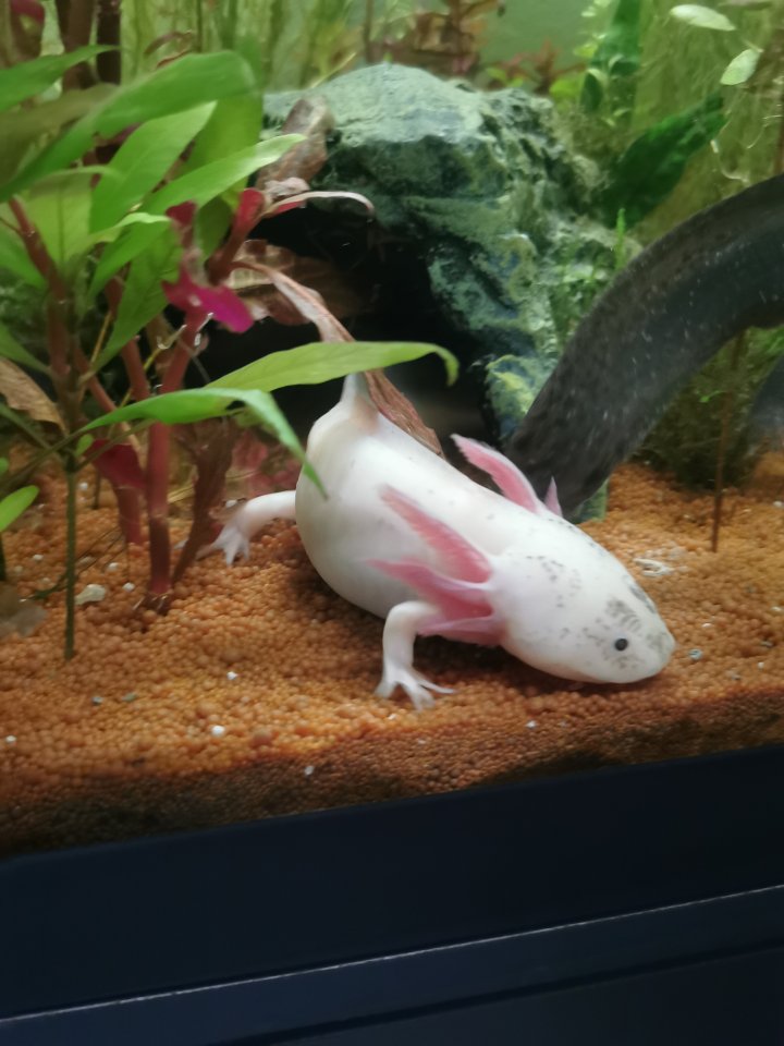 Axolotl 4 stk zu verkaufen - Sonstiges - Schwerin