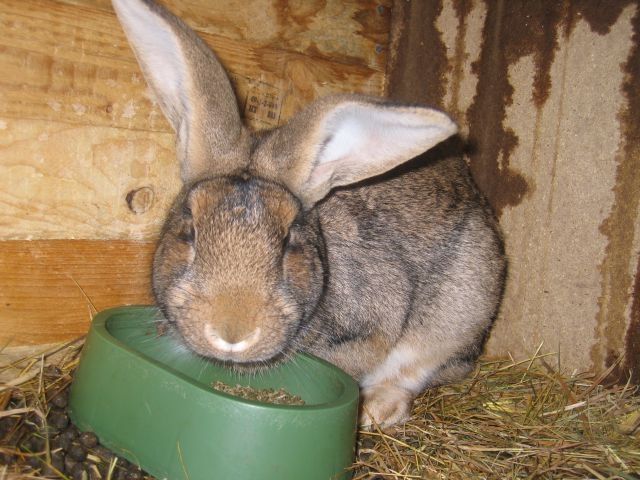 Deutscher Riese - Hasen Kaninchen - Monschau