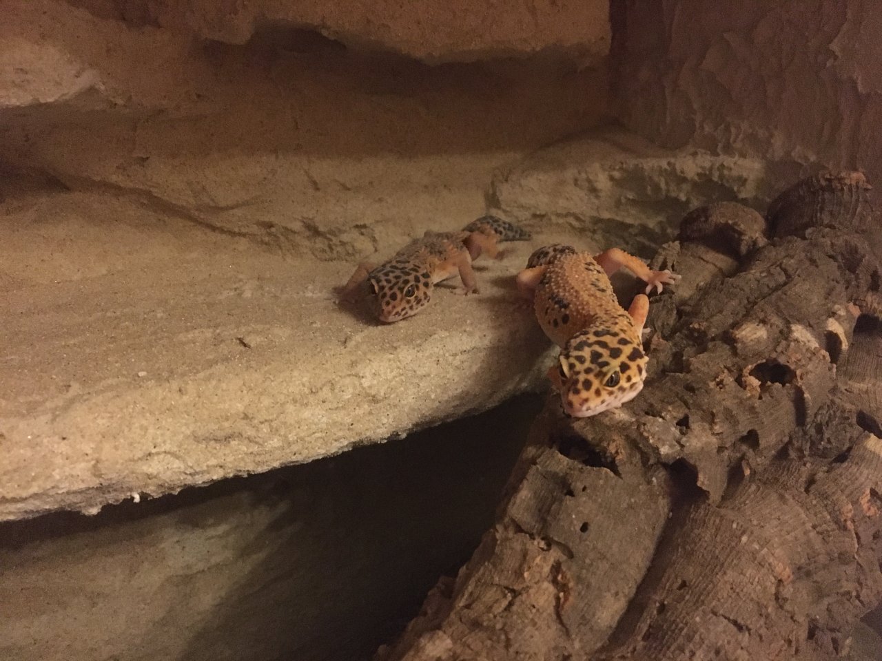 Zwei Leopardgeckos zu verschenken - Reptilien - Markt St. Martin