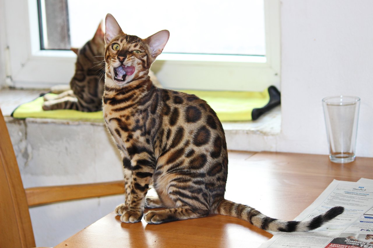 Bengall Katze Benjamin (super Charakter ) - Katzen - Bad Schönborn