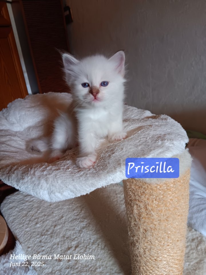 Heilige Birma Kitten mit Stammbaum suchen ein Zuhause - Katzen - Burgdorf