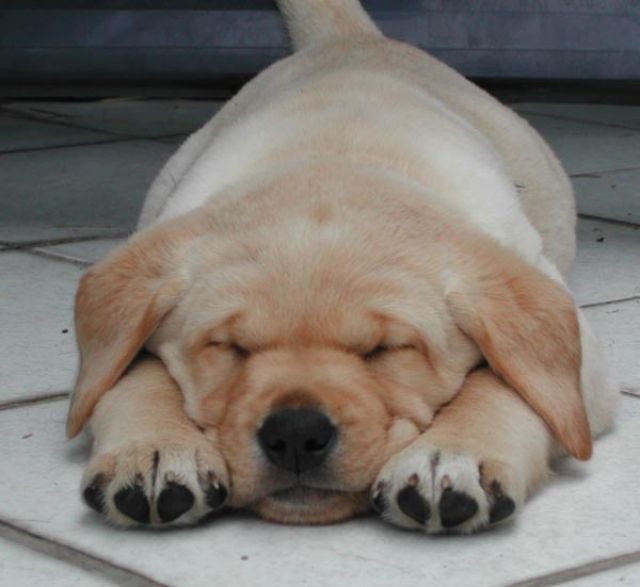 Kinderliebe Labrador Welpen