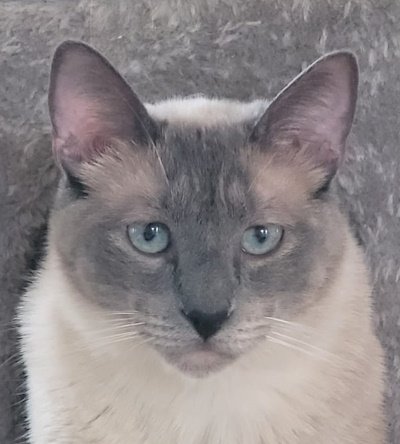 Wunderschöner Smoke vom Tierschutz sucht ein liebes Zuhause - Katzen - Monschau