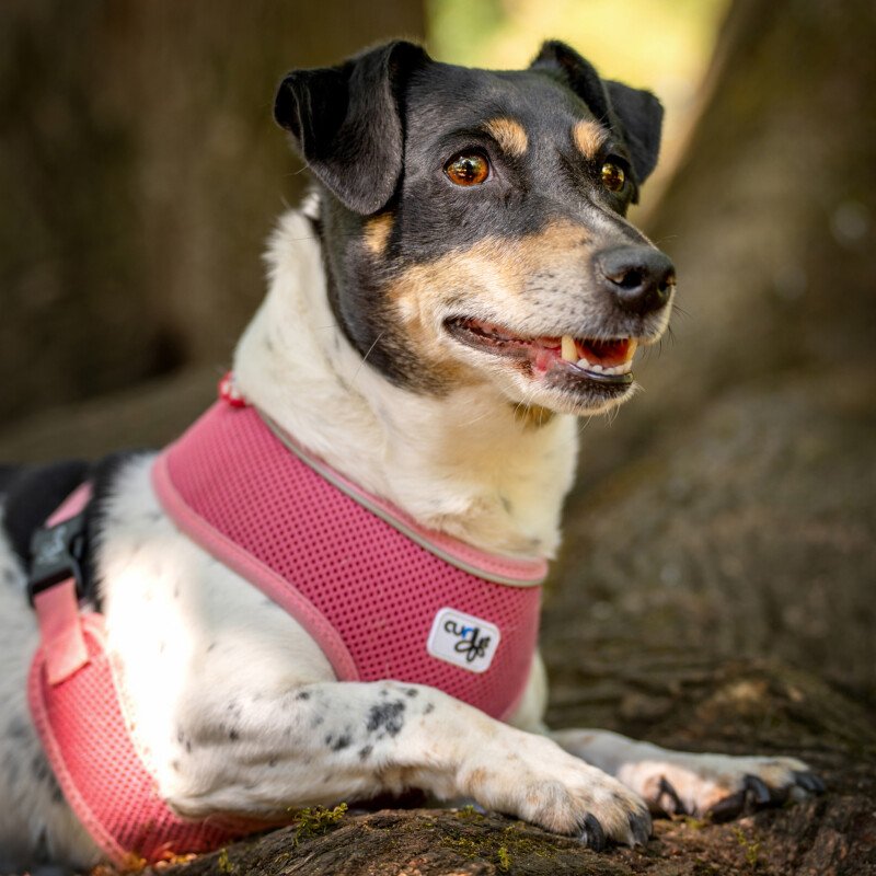JACKY EMMA - weiblich 7 Jahre 30 cm 11.1 kg Jack Russell Gechipt - Hunde - Lauf an der Pegnitz