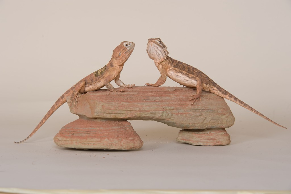 Pärchen Zwergbartagamen mit Terrarium und Zubehör - Reptilien - Düsseldorf