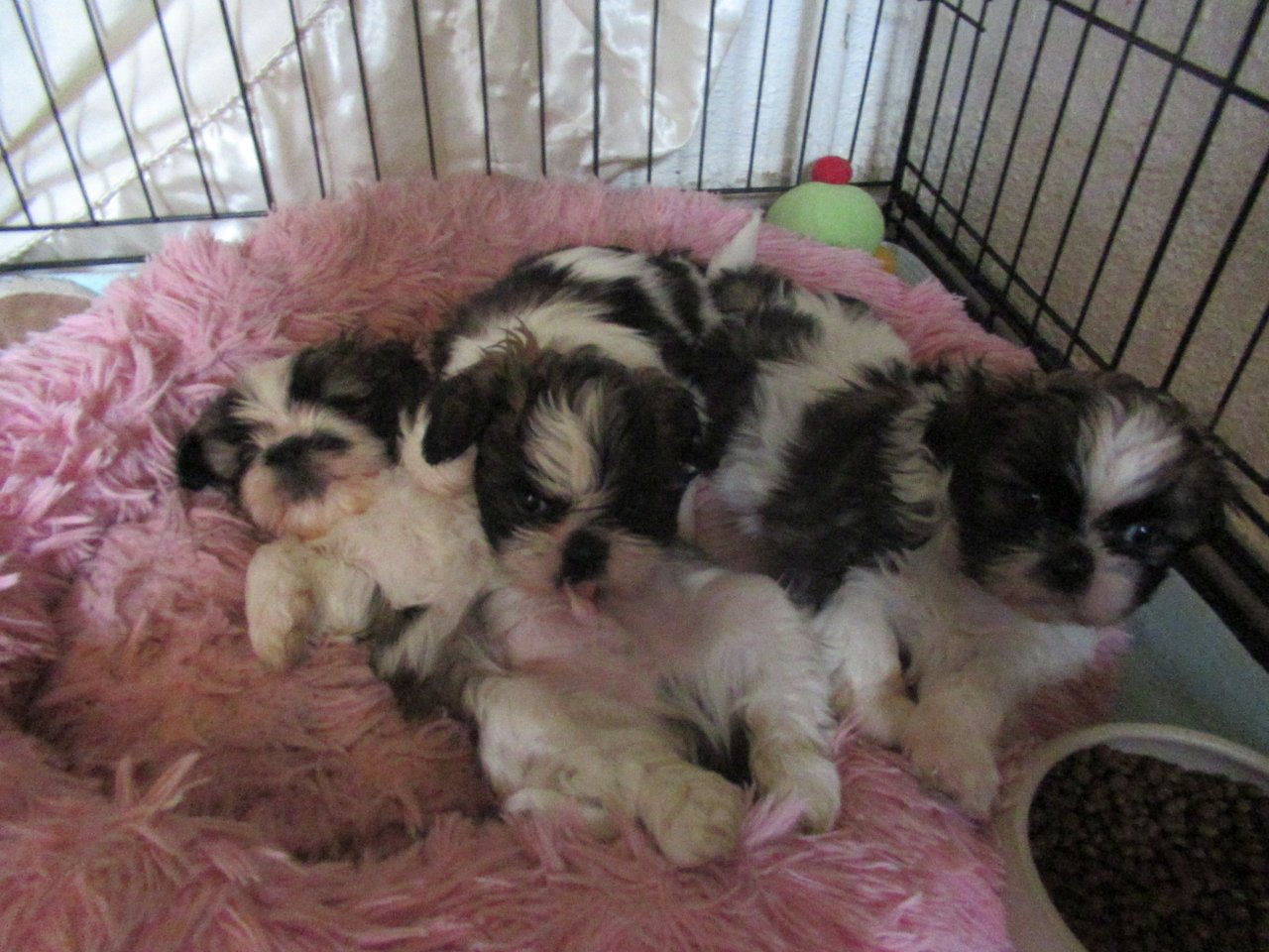 Herzensbrecher Shih Tzu abzugeben - Hunde - Pforzheim