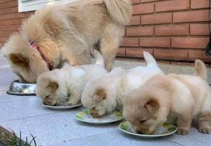 Reinrassige Chow-Chow Welpen mit blauer Zunge Geimpft & Gechipt - Hunde - Hohenthurm