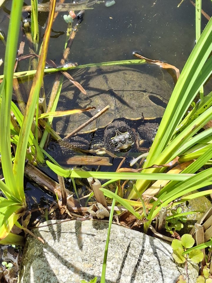 Wasserschildkröte zu verschenken - Reptilien - Velpke