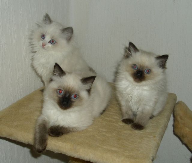 RAGDOLL-KITTEN - Katzen - twistringen