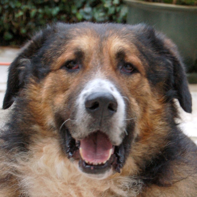WOFFY - Mischling, Männlich, 4 Jahre, 66 cm, 38 kg, Gechipt, Kastriert - Hunde - Lauf an der Pegnitz