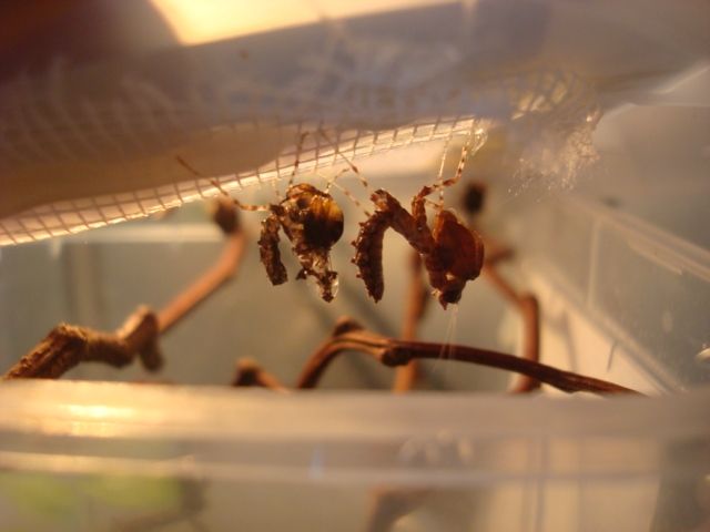 Insekten Kleinanzeigen Insekten Annoncen Insekten Inserate