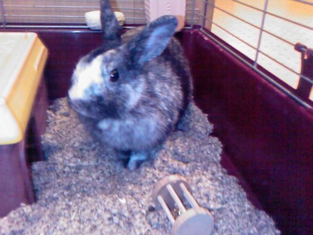 Süße Häsen anbzugeben - Hasen Kaninchen - Flensburg