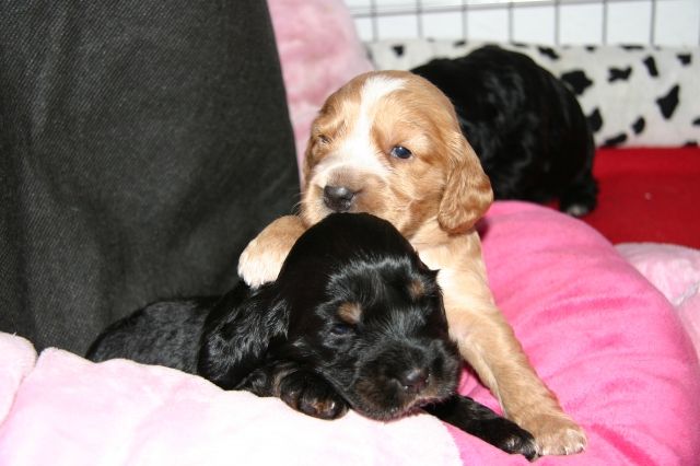 COCKER SPANIEL WELPEN - Hunde - beelitz