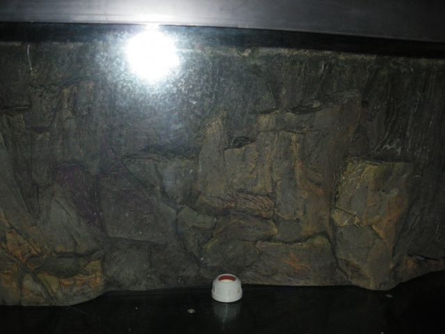 Gepflegtes 1m Becken - Aquarien und Zubehoer - berlin