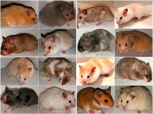 Gesunde & handzahme Hamster Jungtiere aus liebevoller Hamsterzucht - Hamsterbaby - Hamster - Nürnberg