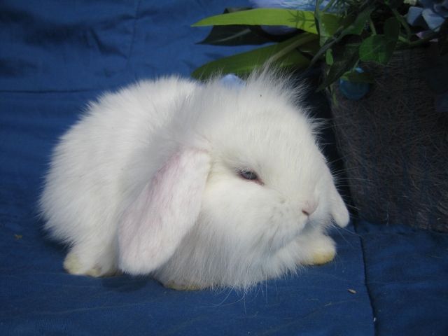 Wir haben ab sofort 4 Jungtiere zu vergeben! - Hasen Kaninchen - Hamburg