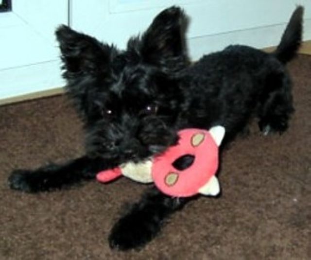 Schwarzer Yorkshirer Terrier, 10 Monate, Rüde, stubenrein, gutmütig noch nicht - Hunde - Lohr am Main