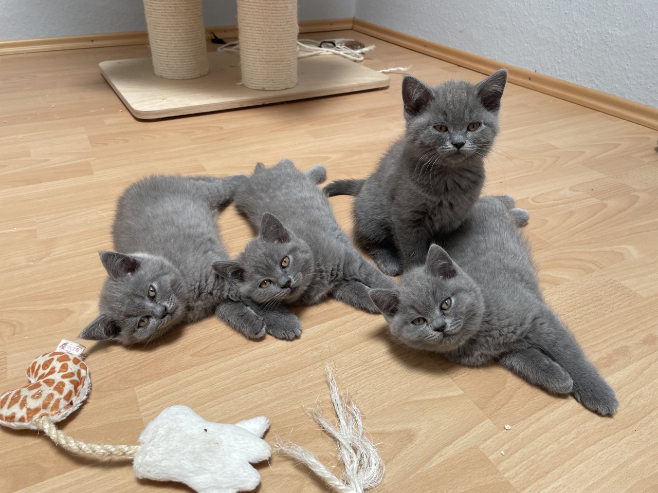 BKH Kitten, Britisch Kurzhaar, Katzenbabys, Kitten - Katzen - Cloppenburg