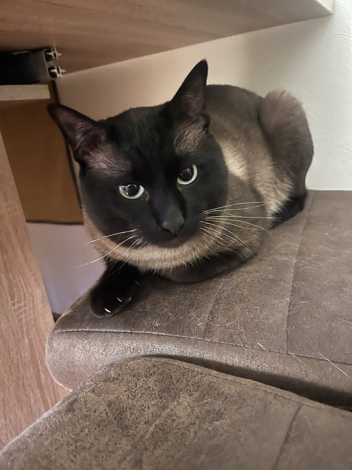 Siam Deckkater Reinrassig - Katzen - Vlotho
