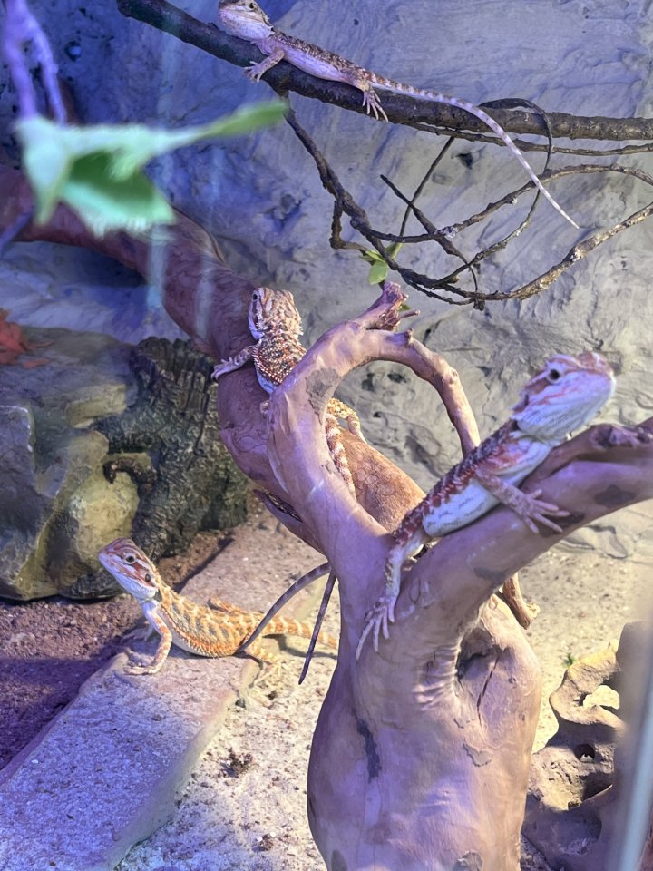 Farb Bartagamen eigene Zucht ? - Reptilien - Sinzig