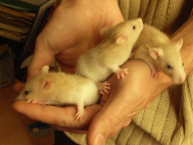 Süsse Rattenkinder zu verkaufen - Ratten - Halle