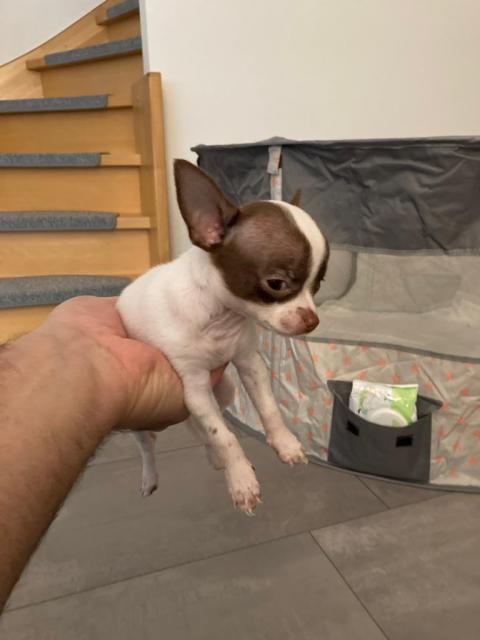 Chihuahua Welpen Mini - Hunde - Bremen
