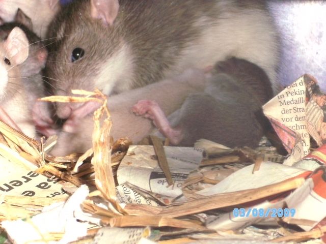 Rattenbabys! - Ratten - Willich