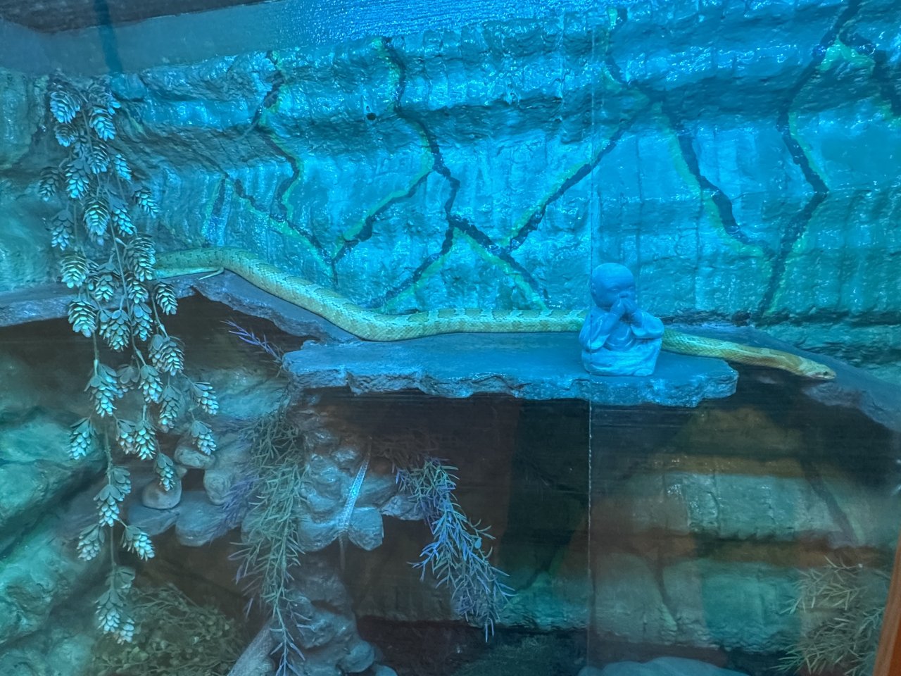 Kornnatter inkl. Terrarium - Reptilien - Eutin