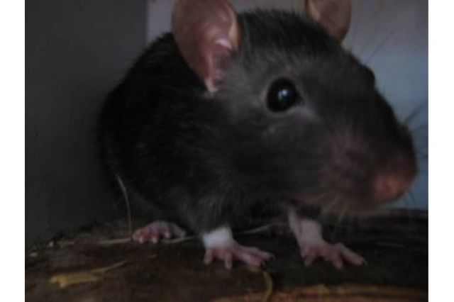 Ratten Babys zu verkaufen - Ratten - Wuppertal