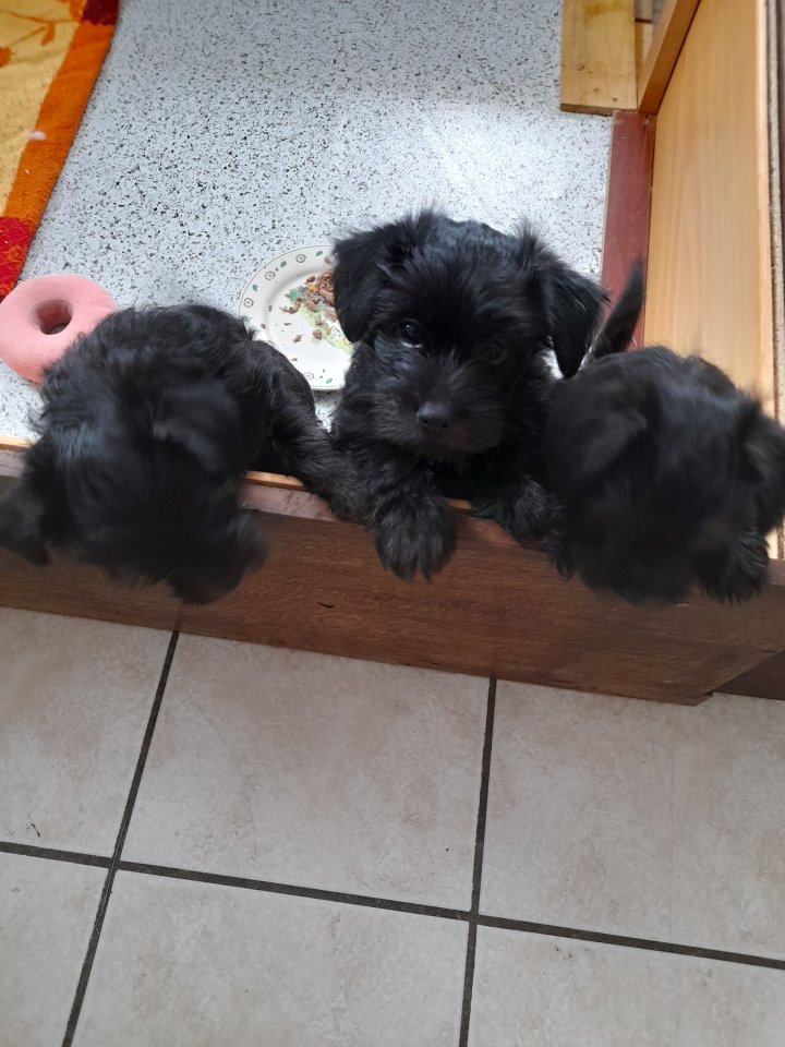 Cairnterrier Havaneser Mischlingswelpen - Hunde - Roßwein