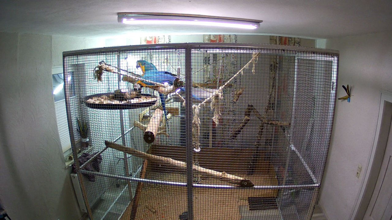 Gelbbrustara Paar beringt - Voegel - Sonnefeld