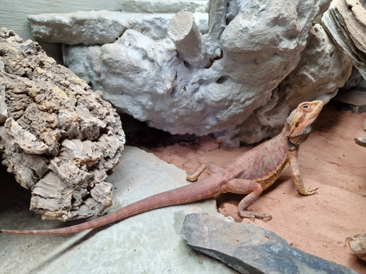 Bartagamen Leatherback - Reptilien - Iserlohn