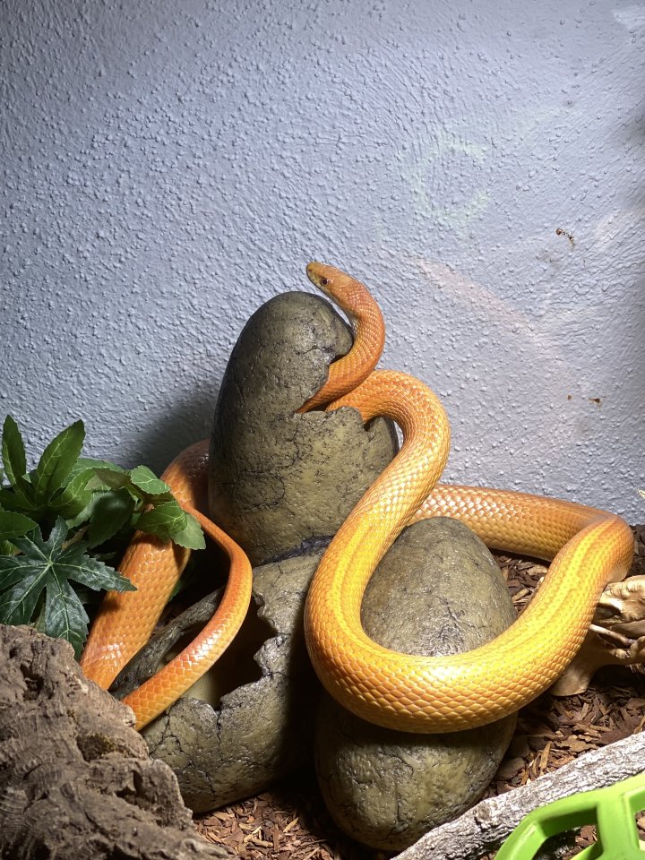 Kornnatter, männlich (inklusive Terrarium, verhandelbar) - Reptilien - Sulzbach am Main