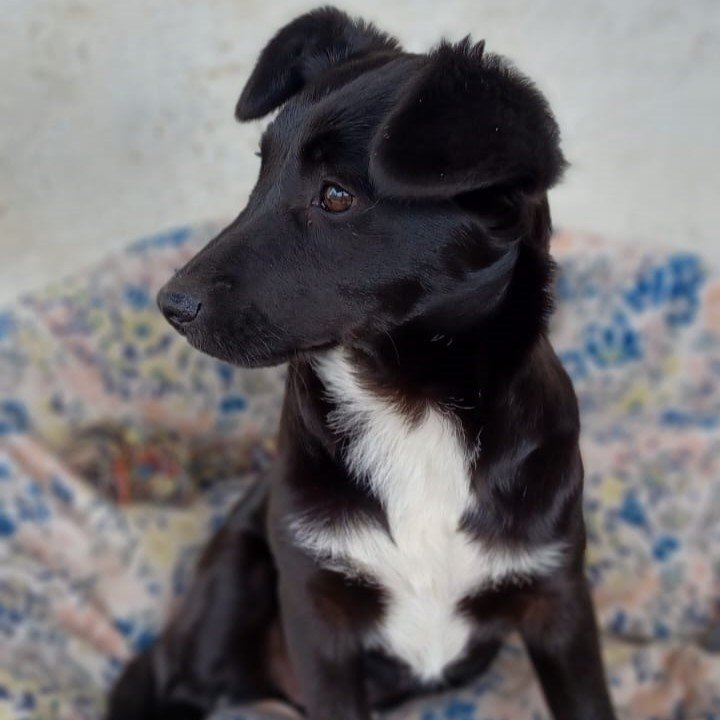 Rajani / Status: sucht ein Zuhause - Hunde - Krefeld