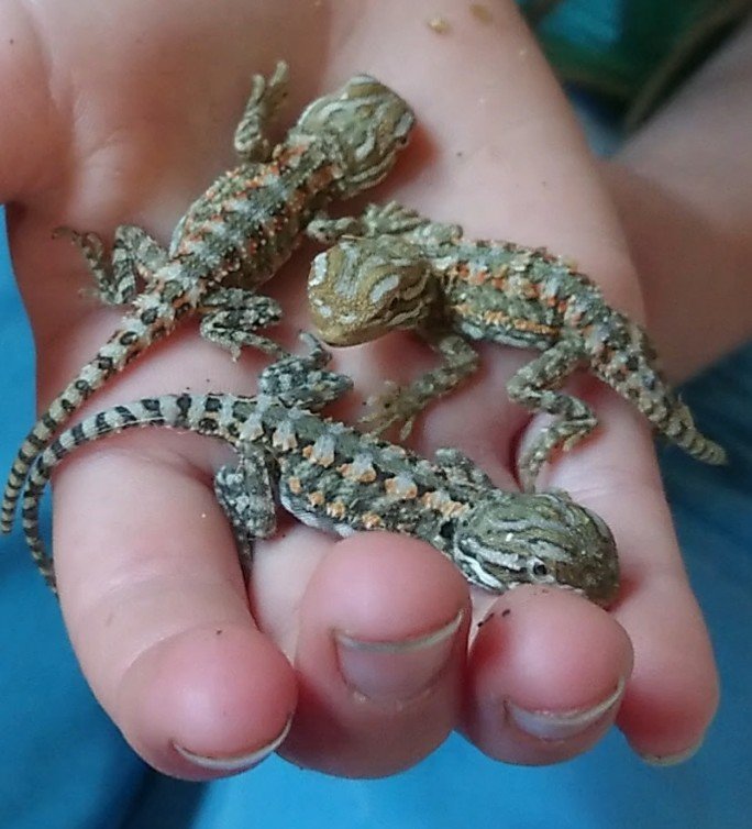 Zwergbartagamen Pogona Henrylawsoni - Reptilien - Lüneburg