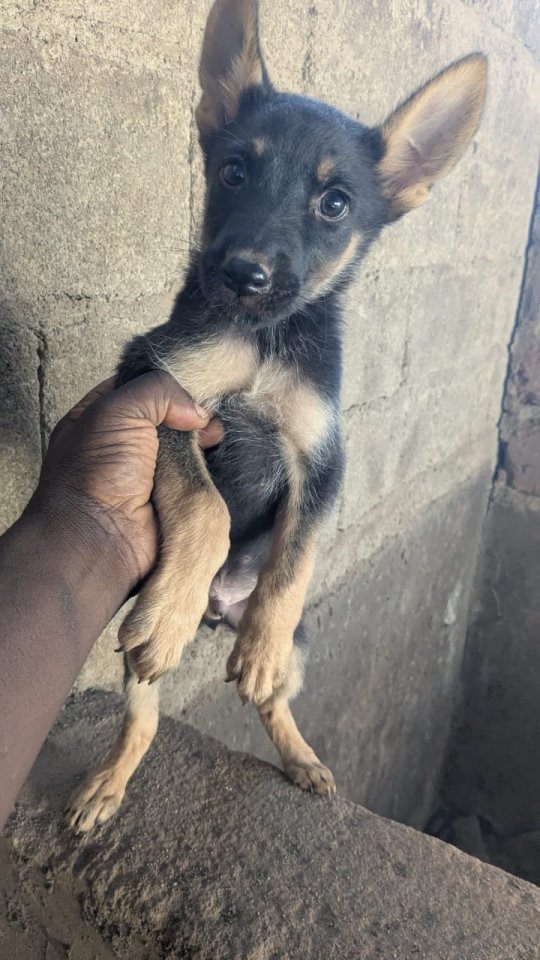 Deutsche Schäferhundwelpen zu verkaufen - Hunde - Frankfurt am Main