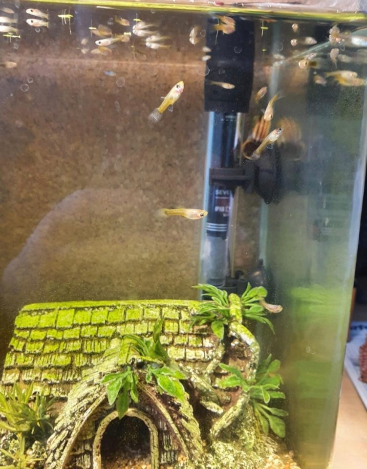 Guppys zu verschenken (Babys) Aquarienfische - Fische - Herne