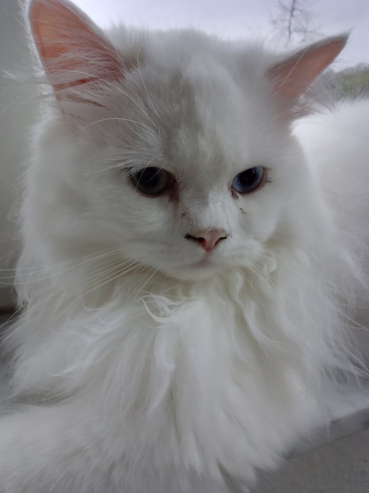 Traumhaft schöner schneeweißer Perserkater mit Nase - Katzen - Troisdorf