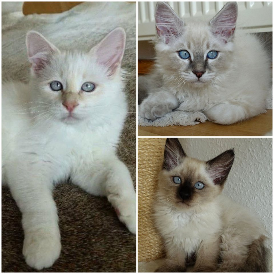 3 Heilige Birma Kitten Freigänger Katzen Kater abholbereit - Katzen - Singen