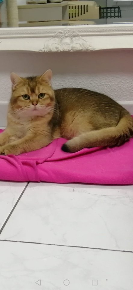 BKH Deckkater Reinrassige - Katzen - Leimen