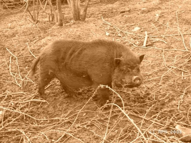 Hängebaucheber - Sonstige Nutztiere - Rudolstadt