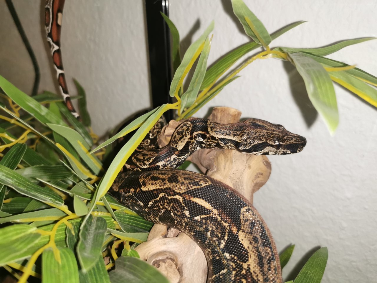 Not Verkauf Boa Constrictor Imperator - Reptilien - Waiblingen
