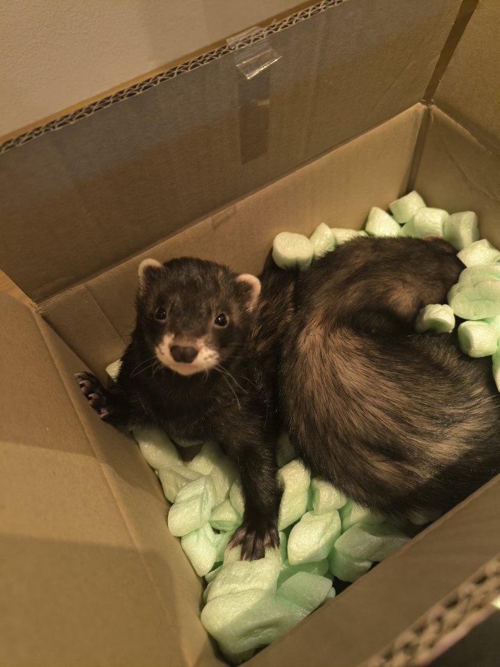 2 Frettchen 2,5 Jahre (kastriert) - Nagetiere - Weiden