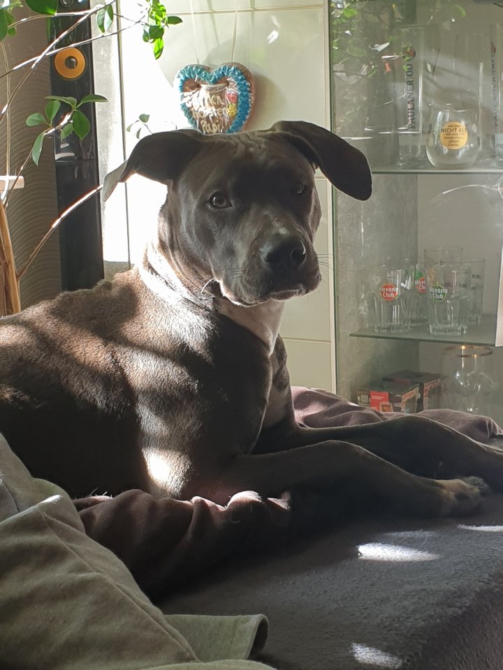 Blue American stefford Labrador mix - Hunde - beverstedt